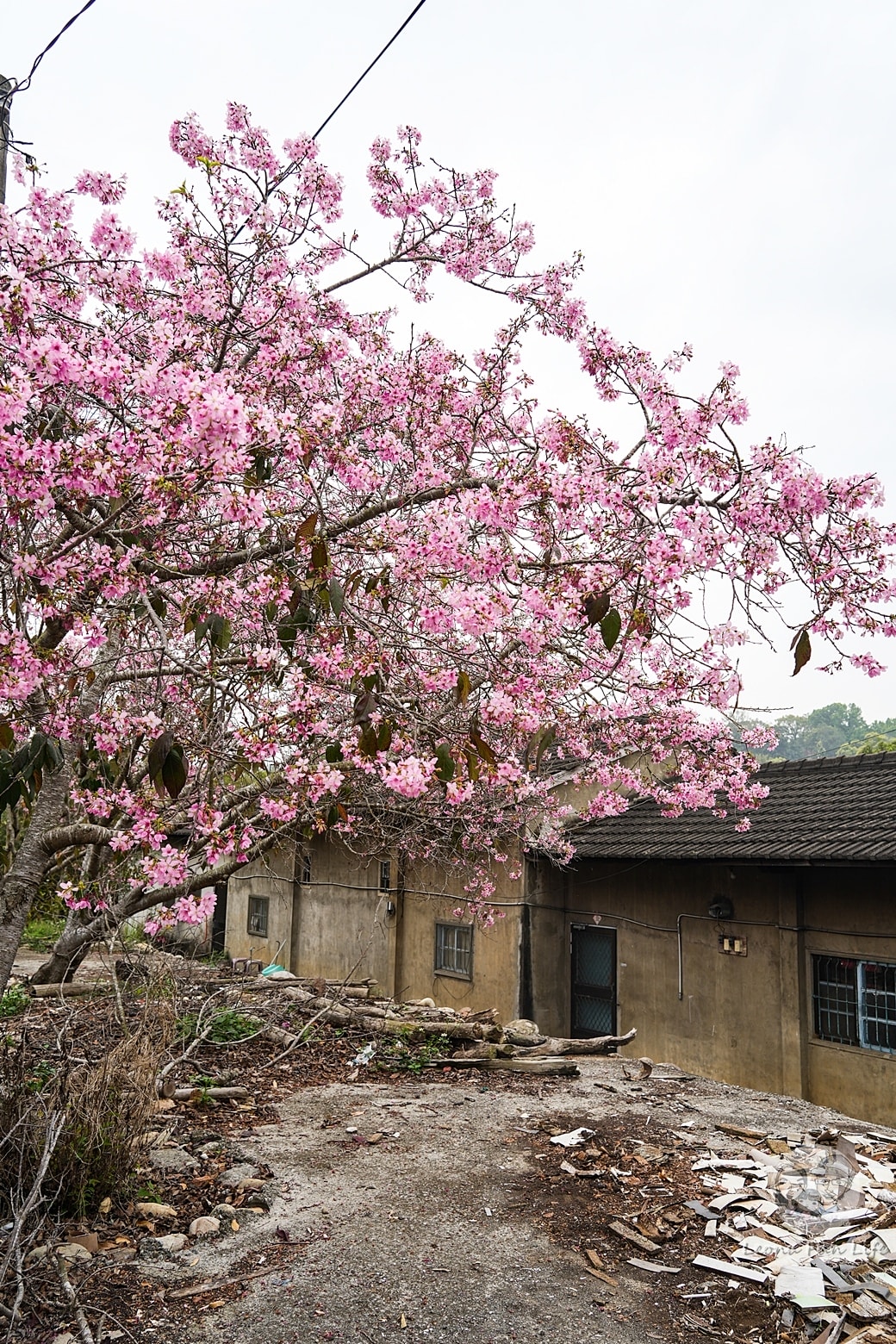 20251027_-378 20251027_-378