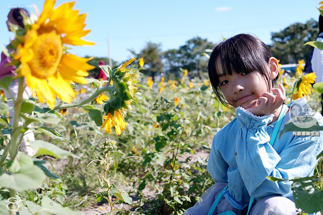苗栗銅鑼杭菊一日遊：11月雪花海必拍打卡點！還有杭菊火車與美食雙重享受！銅鑼杭菊節/杭菊芋頭節