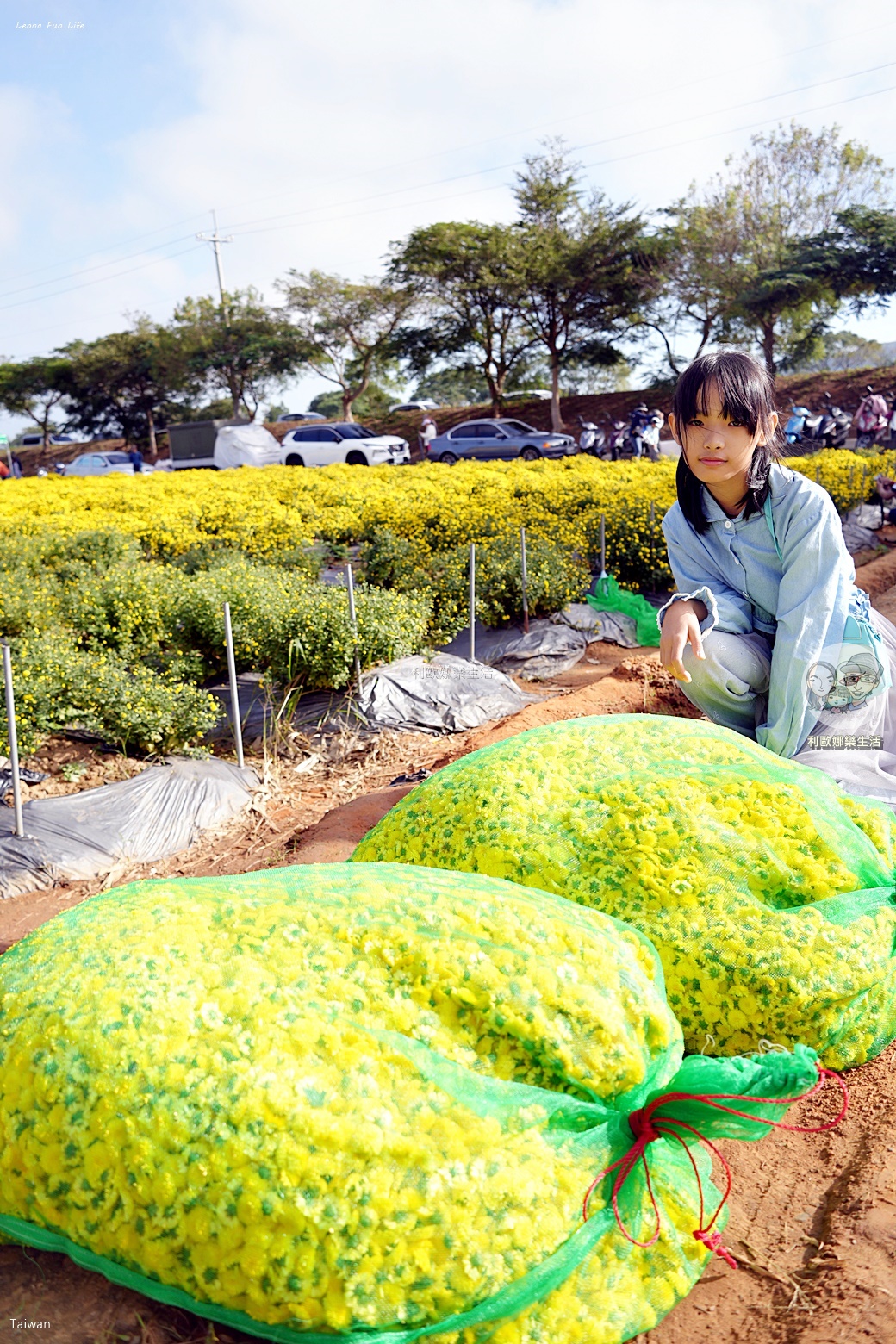 苗栗銅鑼杭菊一日遊：11月雪花海必拍打卡點！還有杭菊火車與美食雙重享受！銅鑼杭菊節/杭菊芋頭節