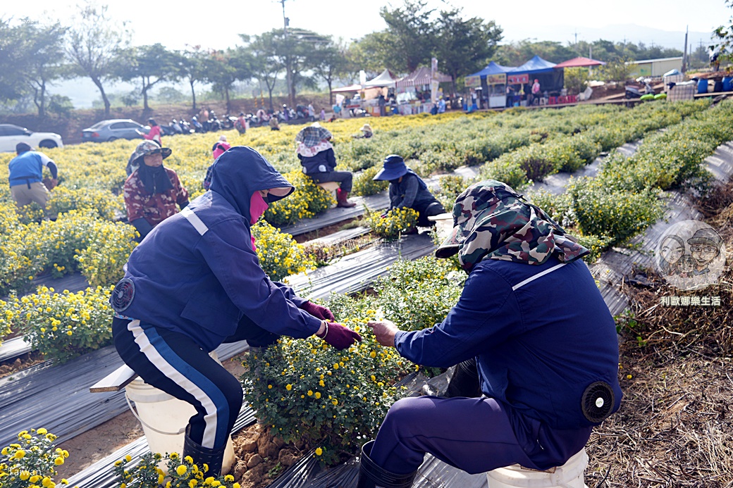 苗栗銅鑼杭菊一日遊：11月雪花海必拍打卡點！還有杭菊火車與美食雙重享受！銅鑼杭菊節/杭菊芋頭節