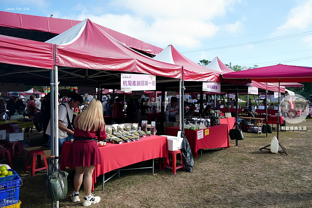 苗栗銅鑼杭菊一日遊：11月雪花海必拍打卡點！還有杭菊火車與美食雙重享受！銅鑼杭菊節/杭菊芋頭節