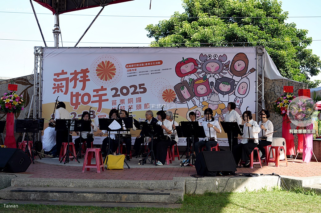 苗栗銅鑼杭菊一日遊：11月雪花海必拍打卡點！還有杭菊火車與美食雙重享受！銅鑼杭菊節/杭菊芋頭節