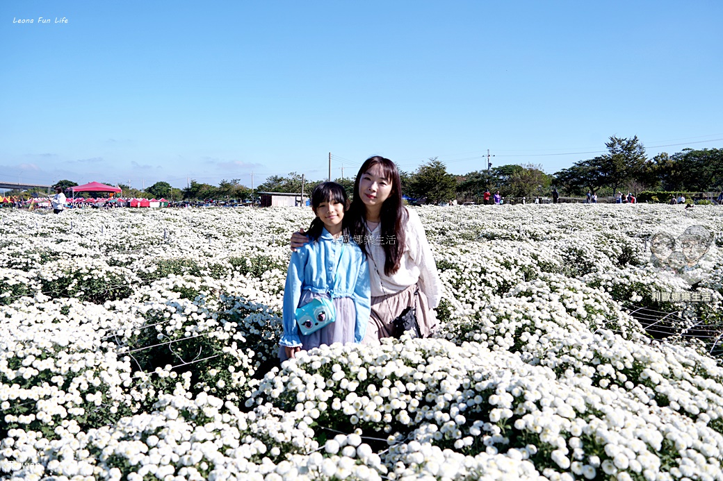 苗栗銅鑼杭菊一日遊：11月雪花海必拍打卡點！還有杭菊火車與美食雙重享受！銅鑼杭菊節/杭菊芋頭節