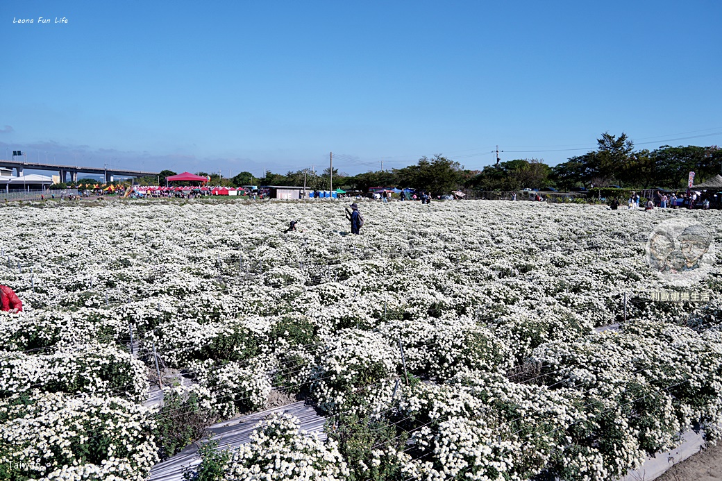 苗栗銅鑼杭菊一日遊：11月雪花海必拍打卡點！還有杭菊火車與美食雙重享受！銅鑼杭菊節/杭菊芋頭節