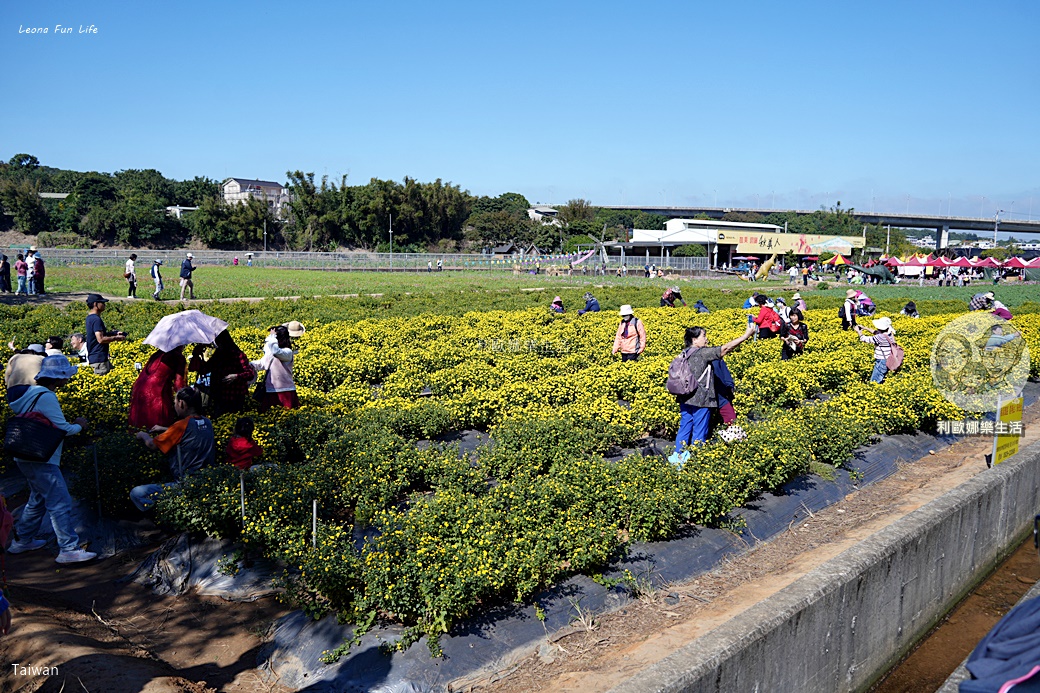 苗栗銅鑼杭菊一日遊：11月雪花海必拍打卡點！還有杭菊火車與美食雙重享受！銅鑼杭菊節/杭菊芋頭節
