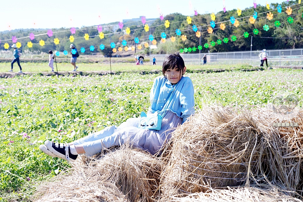 苗栗銅鑼杭菊一日遊：11月雪花海必拍打卡點！還有杭菊火車與美食雙重享受！銅鑼杭菊節/杭菊芋頭節