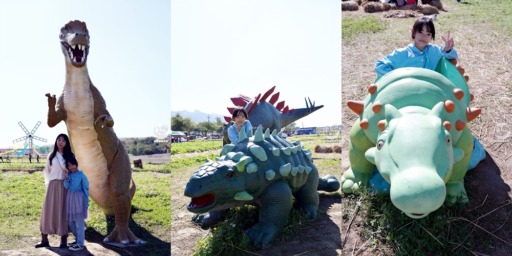 苗栗銅鑼杭菊一日遊：11月雪花海必拍打卡點！還有杭菊火車與美食雙重享受！銅鑼杭菊節/杭菊芋頭節