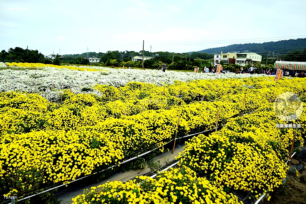 苗栗銅鑼杭菊一日遊：11月雪花海必拍打卡點！還有杭菊火車與美食雙重享受！銅鑼杭菊節/杭菊芋頭節