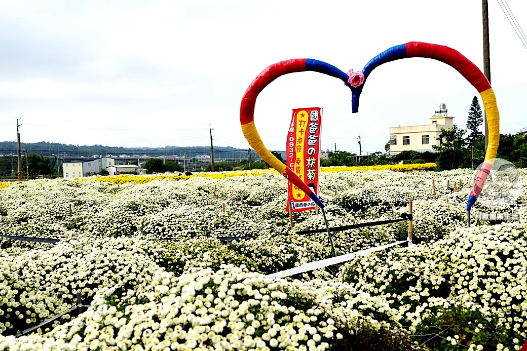 苗栗銅鑼杭菊一日遊：11月雪花海必拍打卡點！還有杭菊火車與美食雙重享受！銅鑼杭菊節/杭菊芋頭節