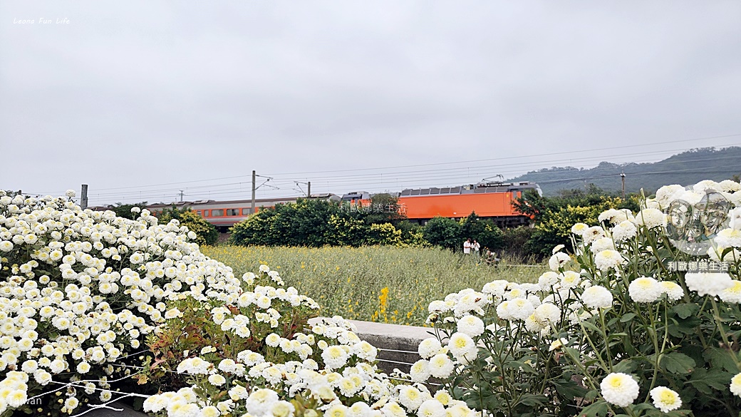 苗栗銅鑼杭菊一日遊：11月雪花海必拍打卡點！還有杭菊火車與美食雙重享受！銅鑼杭菊節/杭菊芋頭節