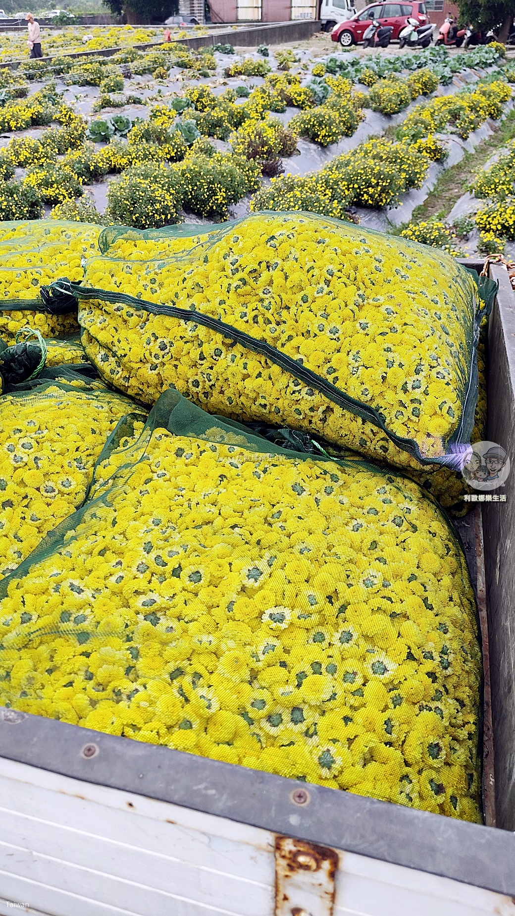 苗栗銅鑼杭菊一日遊：11月雪花海必拍打卡點！還有杭菊火車與美食雙重享受！銅鑼杭菊節/杭菊芋頭節