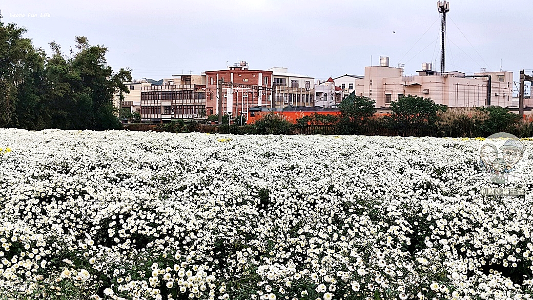 苗栗銅鑼杭菊一日遊：11月雪花海必拍打卡點！還有杭菊火車與美食雙重享受！銅鑼杭菊節/杭菊芋頭節