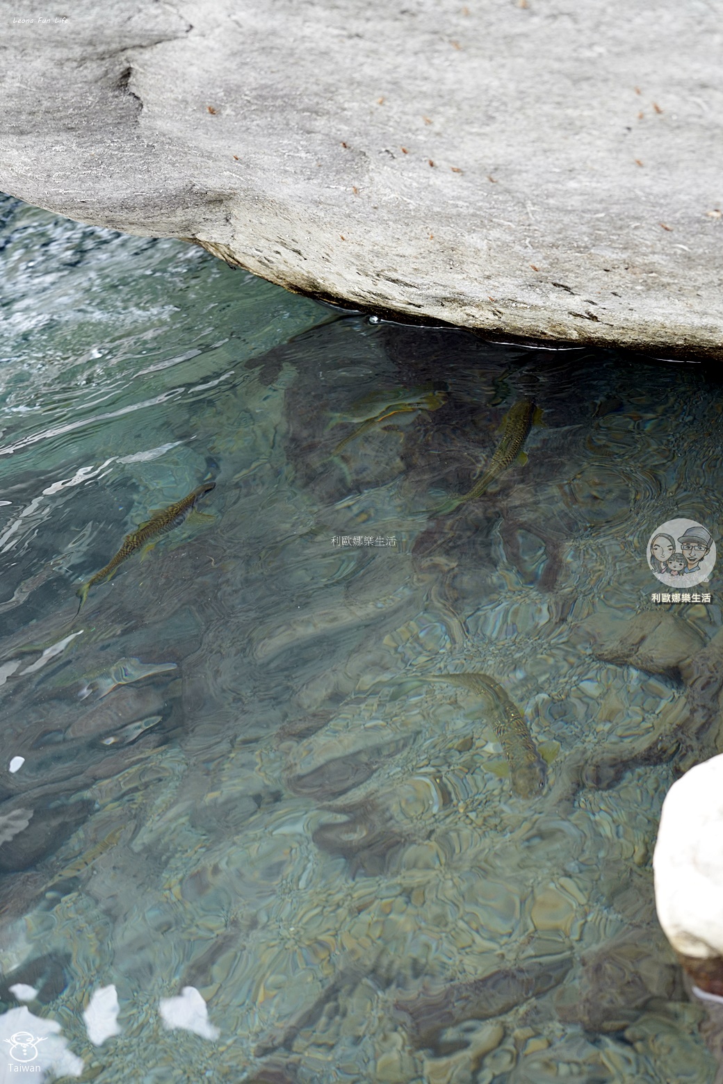 嘉義景點|阿里山達娜伊谷必玩清單:絕美吊橋、部落歌舞表演、溪谷賞魚,深度體驗鄒族文化! - 第29張圖 嘉義景點|阿里山達娜伊谷必玩清單:絕美吊橋、部落歌舞表演、溪谷賞魚,深度體驗鄒族文化!