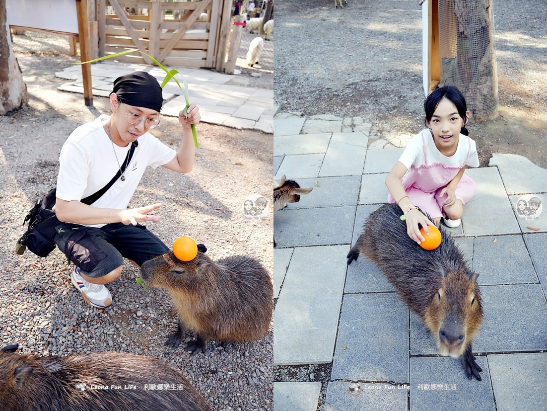 嘉義親子景點｜咩咩上樹萌寵樂園：森林版動物園！挑戰高空滑索、被笑笑羊包圍，故宮南院旁停車超方便