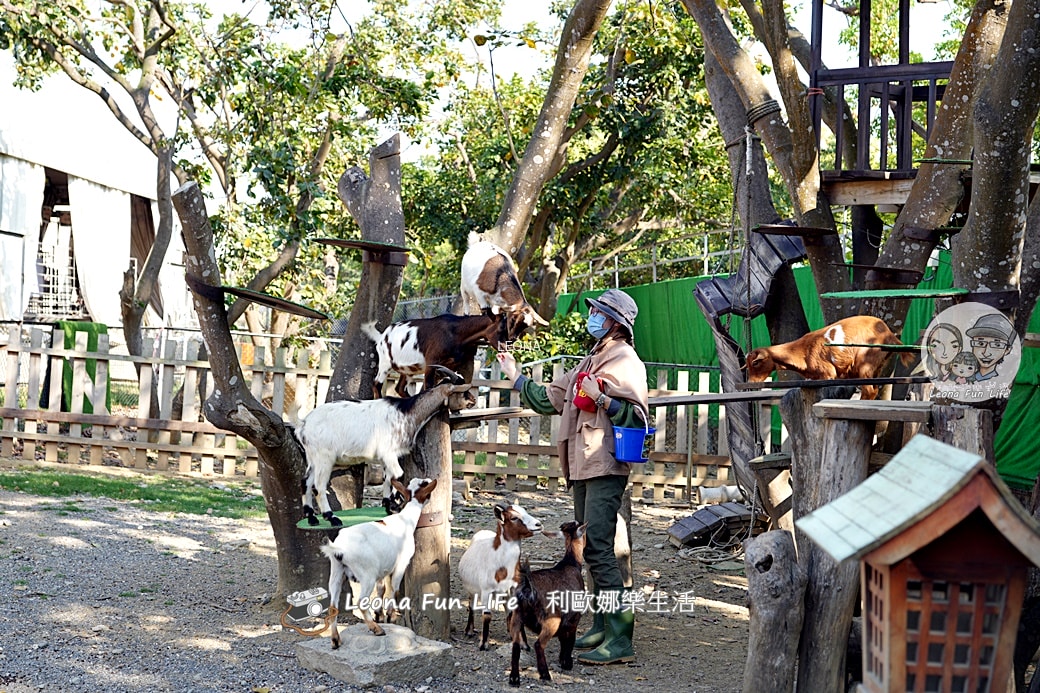 嘉義親子景點｜咩咩上樹萌寵樂園：森林版動物園！挑戰高空滑索、被笑笑羊包圍，故宮南院旁停車超方便