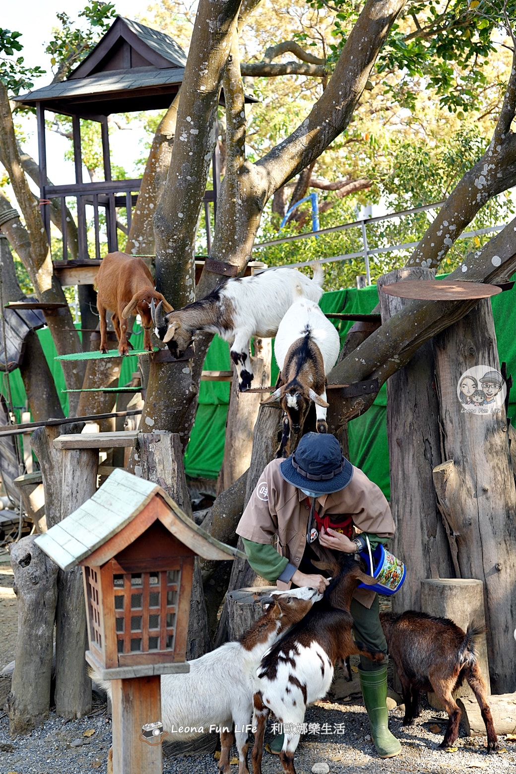 嘉義親子景點｜咩咩上樹萌寵樂園：森林版動物園！挑戰高空滑索、被笑笑羊包圍，故宮南院旁停車超方便
