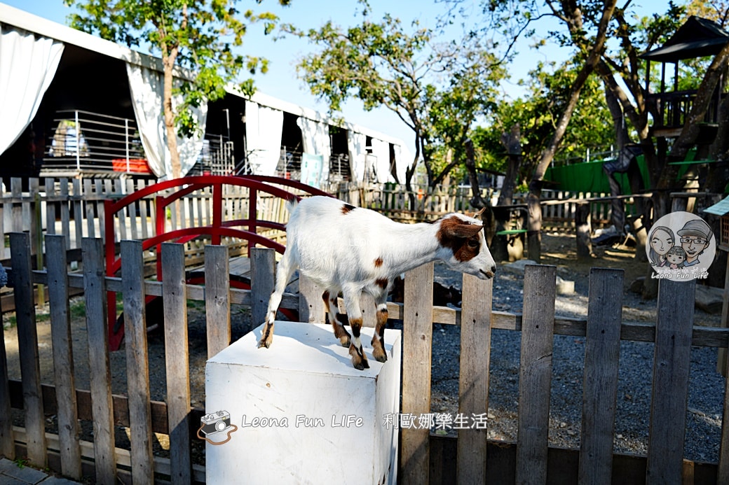 嘉義親子景點｜咩咩上樹萌寵樂園：森林版動物園！挑戰高空滑索、被笑笑羊包圍，故宮南院旁停車超方便