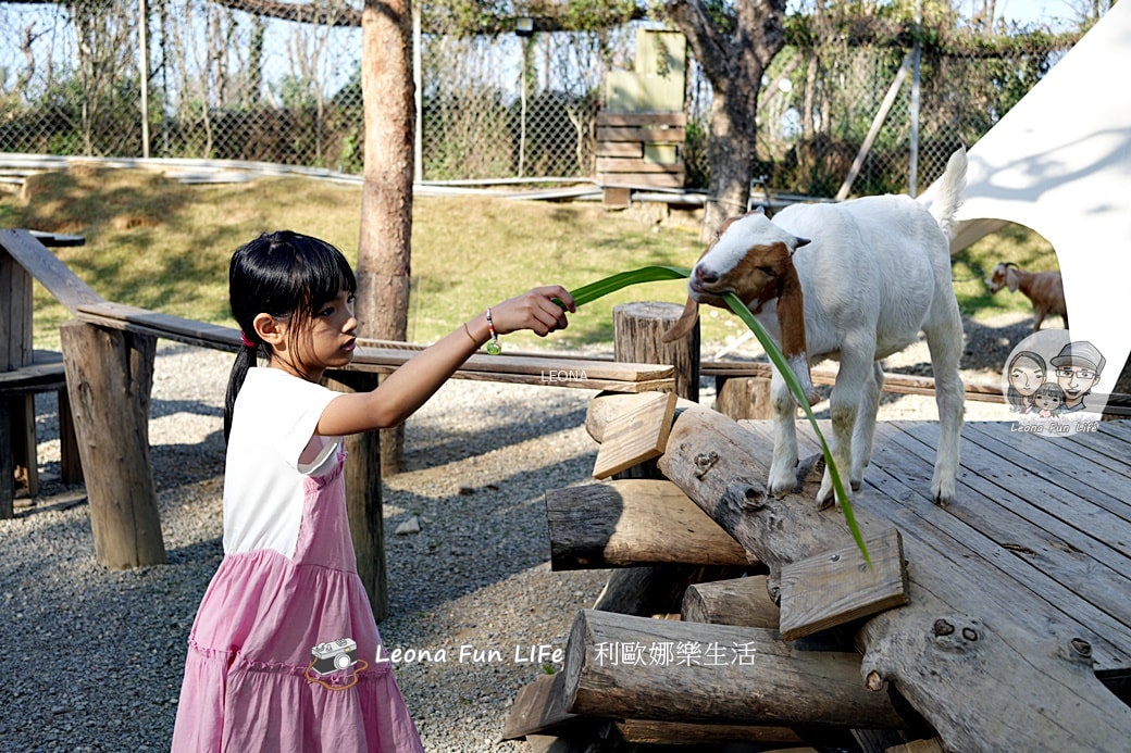 嘉義親子景點｜咩咩上樹萌寵樂園：森林版動物園！挑戰高空滑索、被笑笑羊包圍，故宮南院旁停車超方便