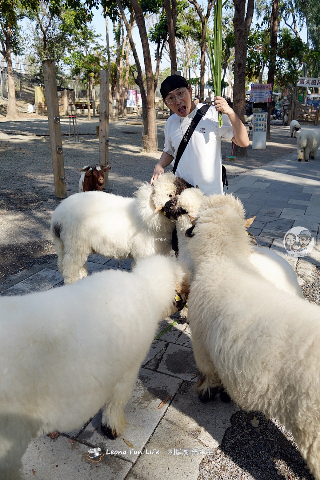 嘉義親子景點｜咩咩上樹萌寵樂園：森林版動物園！挑戰高空滑索、被笑笑羊包圍，故宮南院旁停車超方便