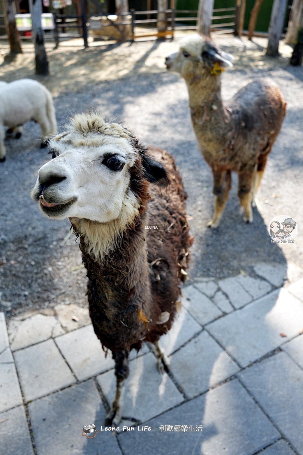 嘉義親子景點｜咩咩上樹萌寵樂園：森林版動物園！挑戰高空滑索、被笑笑羊包圍，故宮南院旁停車超方便