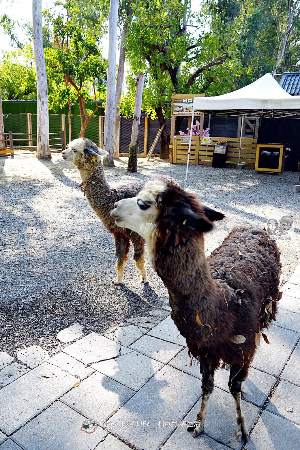 嘉義親子景點｜咩咩上樹萌寵樂園：森林版動物園！挑戰高空滑索、被笑笑羊包圍，故宮南院旁停車超方便