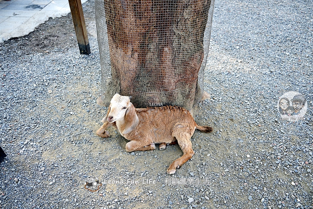 嘉義親子景點｜咩咩上樹萌寵樂園：森林版動物園！挑戰高空滑索、被笑笑羊包圍，故宮南院旁停車超方便