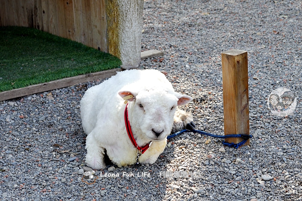 嘉義親子景點｜咩咩上樹萌寵樂園：森林版動物園！挑戰高空滑索、被笑笑羊包圍，故宮南院旁停車超方便