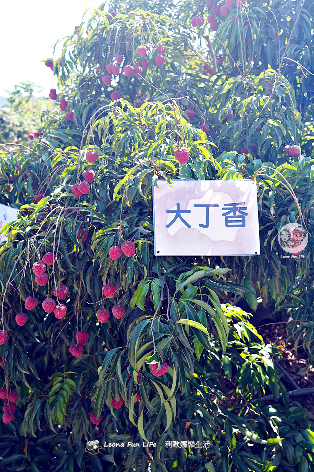 台中太平景點|簡家荔枝園-親子採果一日遊,邊採邊吃、還有好玩DIY,明年還要來! - 第15張圖 台中太平景點|簡家荔枝園-親子採果一日遊,邊採邊吃、還有好玩DIY,明年還要來!