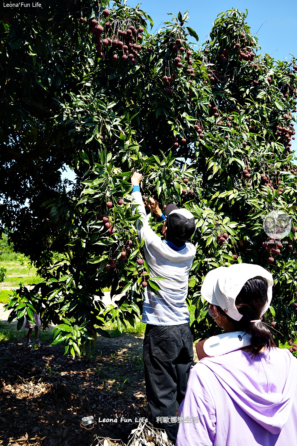 台中太平景點|簡家荔枝園-親子採果一日遊,邊採邊吃、還有好玩DIY,明年還要來! - 第17張圖 台中太平景點|簡家荔枝園-親子採果一日遊,邊採邊吃、還有好玩DIY,明年還要來!