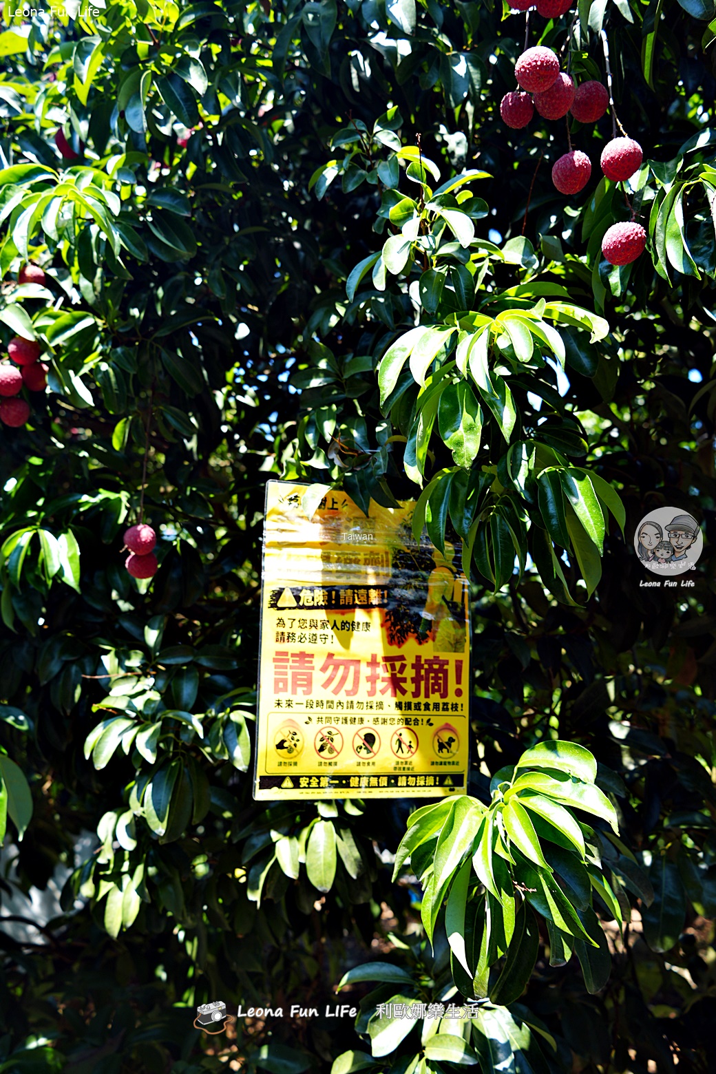 台中太平景點|簡家荔枝園-親子採果一日遊,邊採邊吃、還有好玩DIY,明年還要來! - 第16張圖 台中太平景點|簡家荔枝園-親子採果一日遊,邊採邊吃、還有好玩DIY,明年還要來!