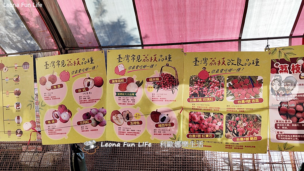 台中太平景點|簡家荔枝園-親子採果一日遊,邊採邊吃、還有好玩DIY,明年還要來! - 第6張圖 台中太平景點|簡家荔枝園-親子採果一日遊,邊採邊吃、還有好玩DIY,明年還要來!